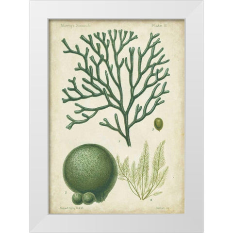 Seaweed Specimen in Green IV White Modern Wood Framed Art Print by Vision Studio