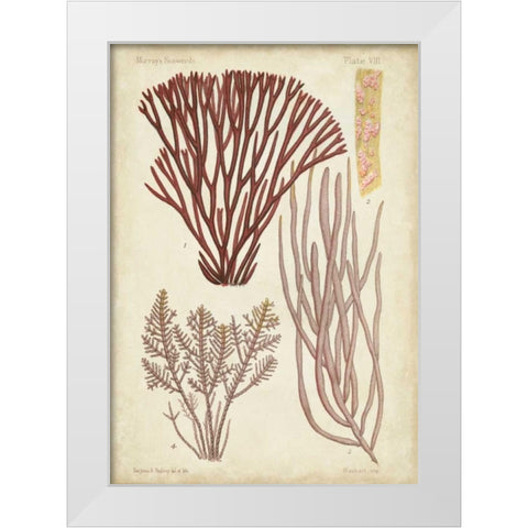 Seaweed Specimen in Coral I White Modern Wood Framed Art Print by Vision Studio
