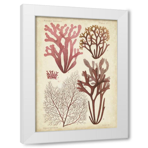 Seaweed Specimen in Coral II White Modern Wood Framed Art Print by Vision Studio