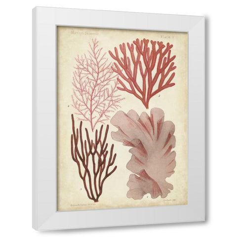 Seaweed Specimen in Coral III White Modern Wood Framed Art Print by Vision Studio