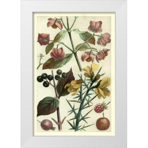 Fruits and Foliage I White Modern Wood Framed Art Print by Vision Studio