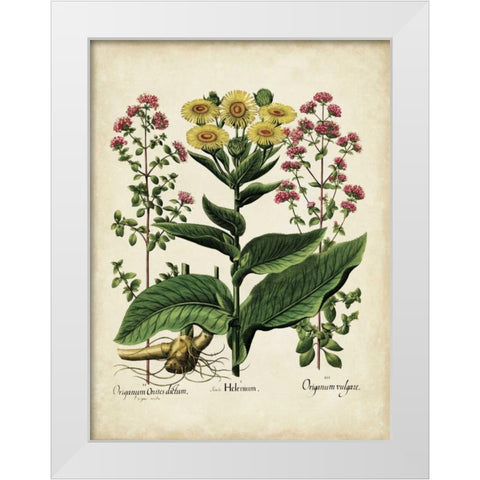 Besler Florilegium I White Modern Wood Framed Art Print by Besler, Basilius