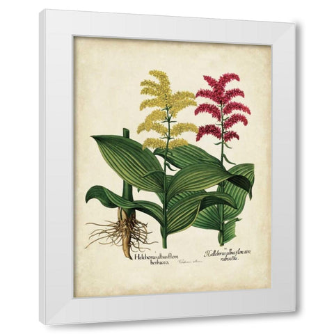 Besler Florilegium II White Modern Wood Framed Art Print by Besler, Basilius