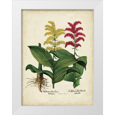 Besler Florilegium II White Modern Wood Framed Art Print by Besler, Basilius