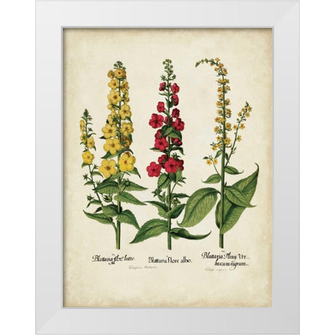 Besler Florilegium III White Modern Wood Framed Art Print by Besler, Basilius