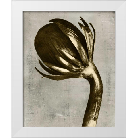 Blossfeldt Redeux III White Modern Wood Framed Art Print by Vision Studio