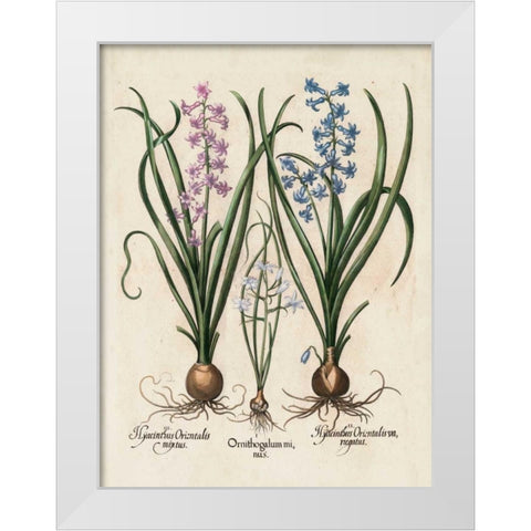 Besler Hyacinth I White Modern Wood Framed Art Print by Besler, Basilius