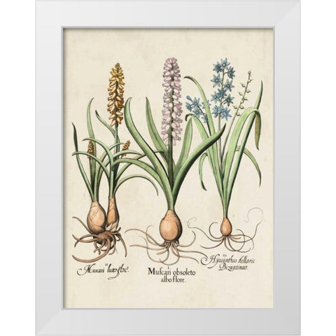 Besler Hyacinth II White Modern Wood Framed Art Print by Besler, Basilius