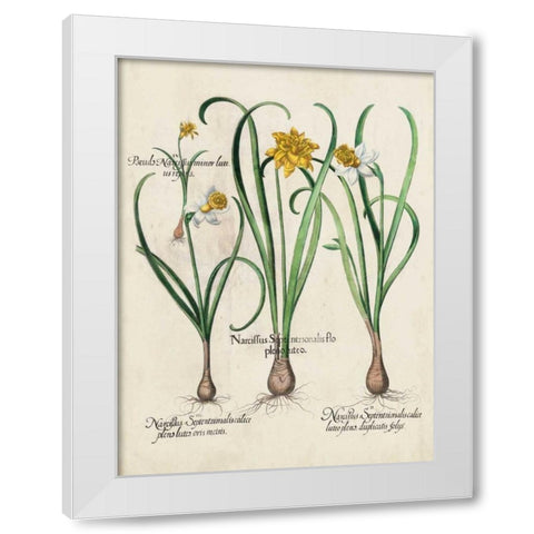 Besler Narcissus I White Modern Wood Framed Art Print by Besler, Basilius