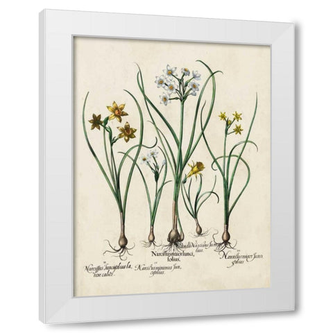 Besler Narcissus II White Modern Wood Framed Art Print by Besler, Basilius