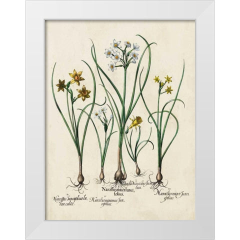Besler Narcissus II White Modern Wood Framed Art Print by Besler, Basilius