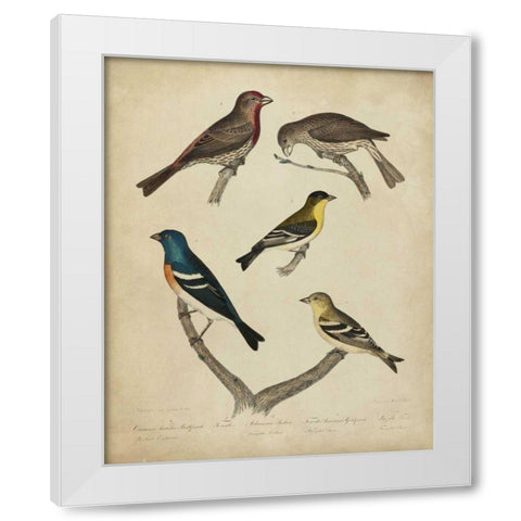 Bonapart Birds I White Modern Wood Framed Art Print by Charles L. Bonapart
