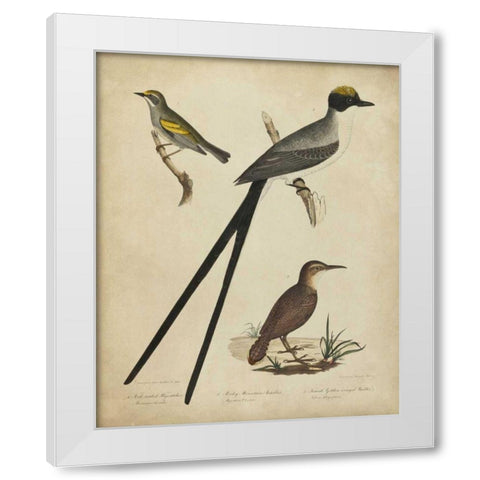 Bonapart Birds III White Modern Wood Framed Art Print by Charles L. Bonapart