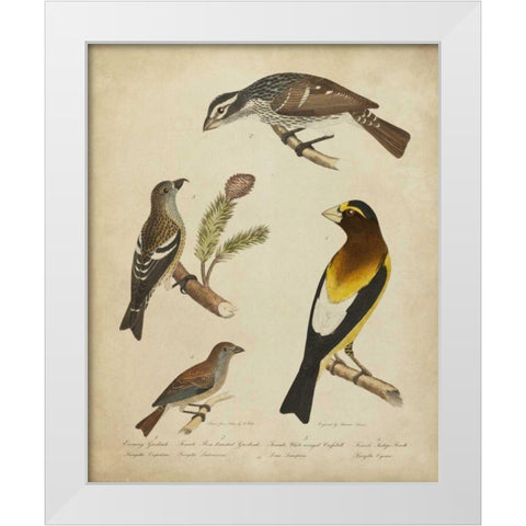 Bonapart Birds IV White Modern Wood Framed Art Print by Charles L. Bonapart