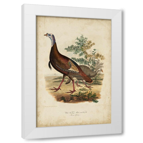 Wild Turkey White Modern Wood Framed Art Print by Bonapart, Charles L.