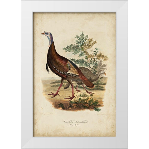 Wild Turkey White Modern Wood Framed Art Print by Bonapart, Charles L.
