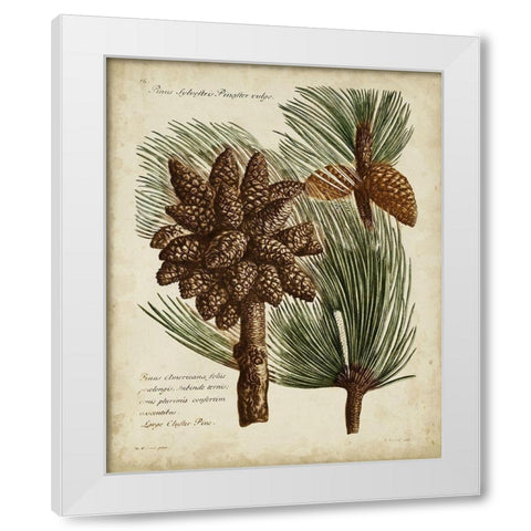 Antique Conifers I White Modern Wood Framed Art Print by Fletcher, Henry