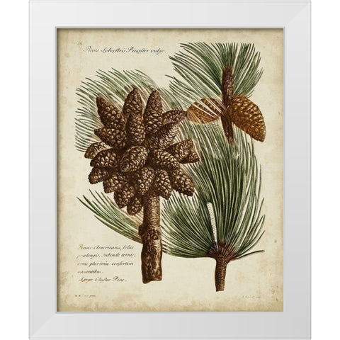 Antique Conifers I White Modern Wood Framed Art Print by Fletcher, Henry