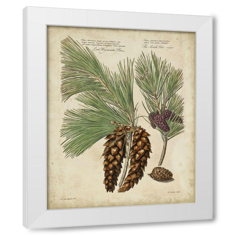 Antique Conifers II White Modern Wood Framed Art Print by Fletcher, Henry