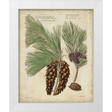 Antique Conifers II White Modern Wood Framed Art Print by Fletcher, Henry