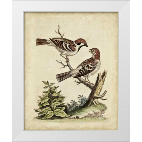 Edwards Bird Pairs VI White Modern Wood Framed Art Print by Edwards, George