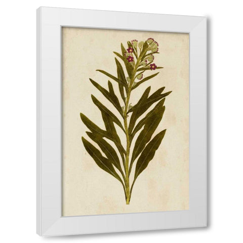 Botanical Impression I White Modern Wood Framed Art Print by Unkown