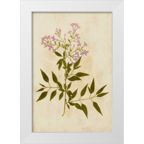 Botanical Impression III White Modern Wood Framed Art Print by Unkown