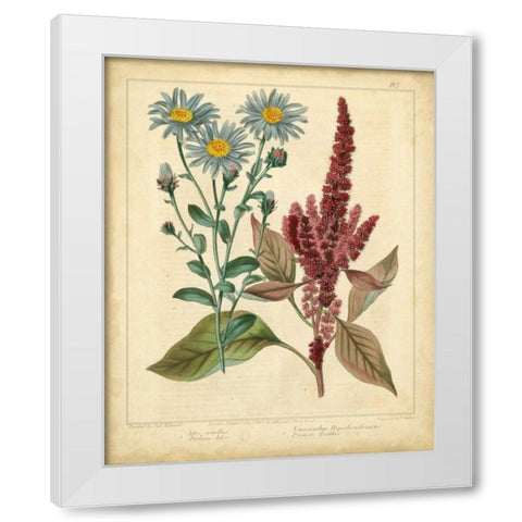 Garden Flora I White Modern Wood Framed Art Print by Edwards, Sydenham