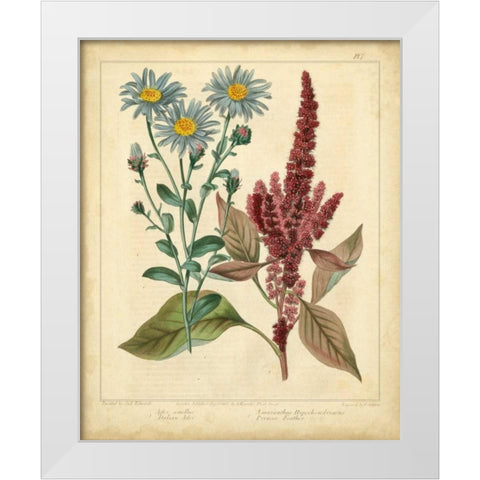 Garden Flora I White Modern Wood Framed Art Print by Edwards, Sydenham