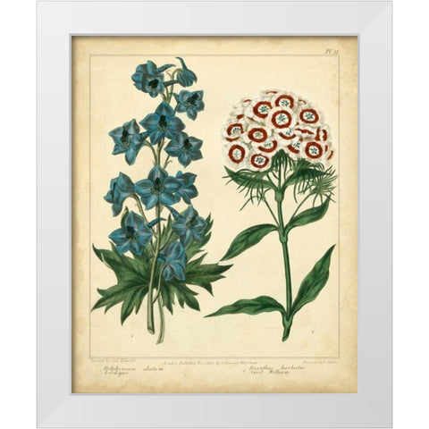 Garden Flora II White Modern Wood Framed Art Print by Edwards, Sydenham