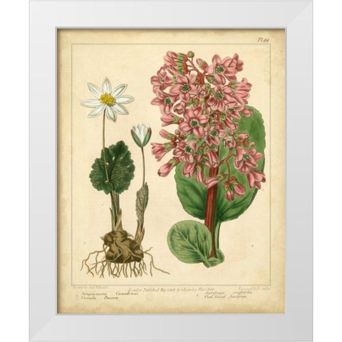 Garden Flora III White Modern Wood Framed Art Print by Edwards, Sydenham
