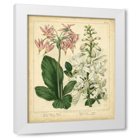Garden Flora IV White Modern Wood Framed Art Print by Edwards, Sydenham