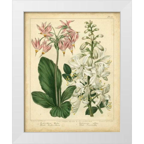 Garden Flora IV White Modern Wood Framed Art Print by Edwards, Sydenham