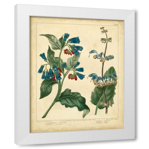 Garden Flora V White Modern Wood Framed Art Print by Edwards, Sydenham
