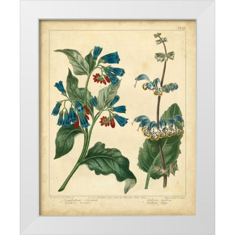 Garden Flora V White Modern Wood Framed Art Print by Edwards, Sydenham