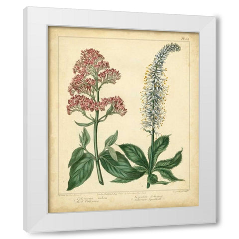 Garden Flora VI White Modern Wood Framed Art Print by Edwards, Sydenham