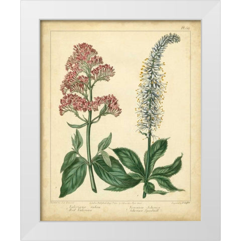 Garden Flora VI White Modern Wood Framed Art Print by Edwards, Sydenham
