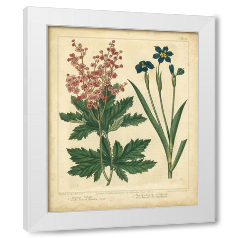 Garden Flora VII White Modern Wood Framed Art Print by Edwards, Sydenham