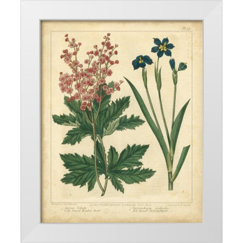 Garden Flora VII White Modern Wood Framed Art Print by Edwards, Sydenham