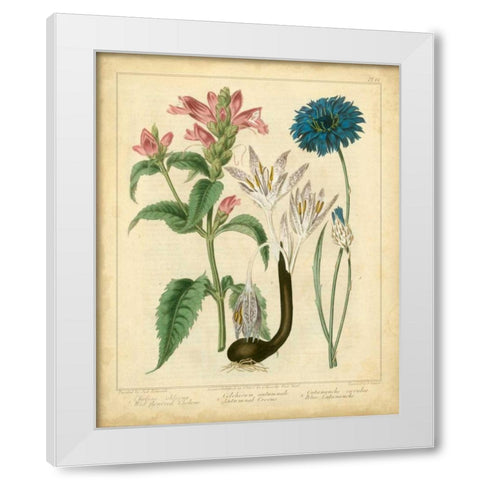 Garden Flora VIII White Modern Wood Framed Art Print by Edwards, Sydenham