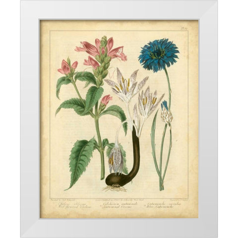 Garden Flora VIII White Modern Wood Framed Art Print by Edwards, Sydenham