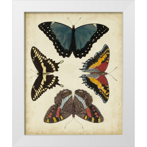 Display of Butterflies I White Modern Wood Framed Art Print by Vision Studio
