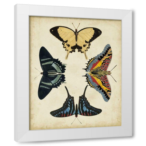 Display of Butterflies III White Modern Wood Framed Art Print by Vision Studio
