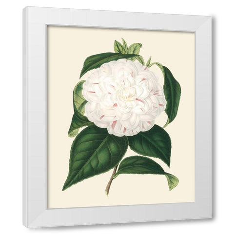 Antique Camellia I White Modern Wood Framed Art Print by Houtte, Van