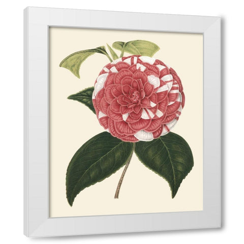 Antique Camellia II White Modern Wood Framed Art Print by Houtte, Van