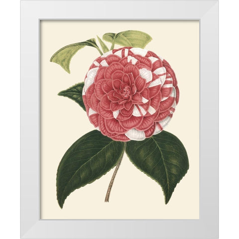 Antique Camellia II White Modern Wood Framed Art Print by Houtte, Van