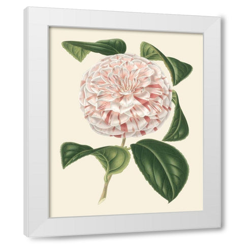Antique Camellia III White Modern Wood Framed Art Print by Houtte, Van