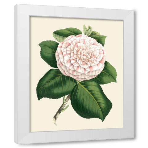 Antique Camellia IV White Modern Wood Framed Art Print by Houtte, Van