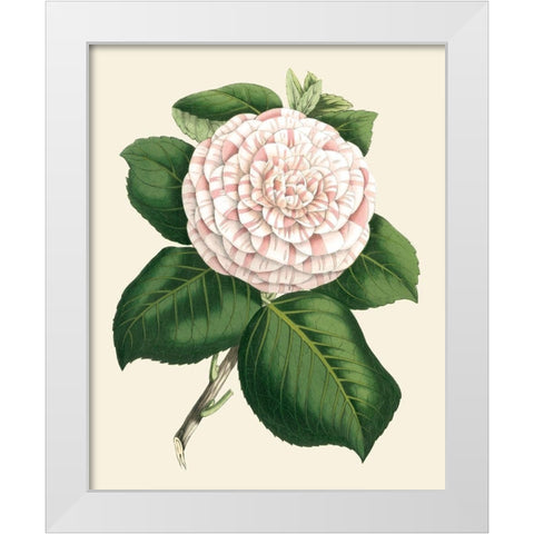 Antique Camellia IV White Modern Wood Framed Art Print by Houtte, Van