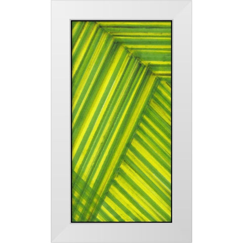 Line Study Green White Modern Wood Framed Art Print by McMullen, Charles